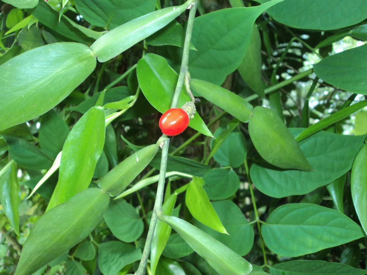 Pothos scandens L.